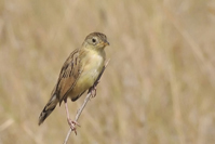 Cisticola natalensis